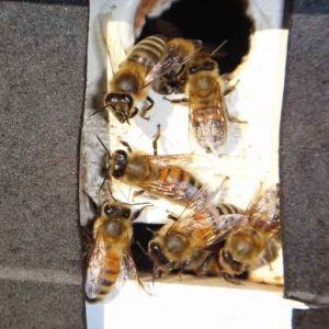 honey bees in winter