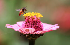 Bee with Pollen Pants
